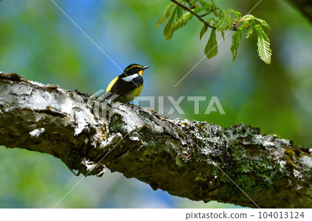 Beautiful yellow-orange-black flycatcher that colors the early summer forests of Tateshina and Karuizawa Beautiful yellow-orange-black flycatcher that colors the early summer forests of Tateshina and Karuizawa 104013124