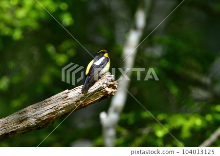 美麗的黃橙色黑色捕蠅器為 Tateshina 和 Karuizawa 的初夏森林增添色彩 104013125