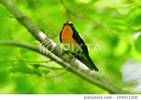 黃色、橙色和黑色的美麗黃橙色捕蠅器為 Tateshina 和 Karuizawa 的初夏森林著色 104013200