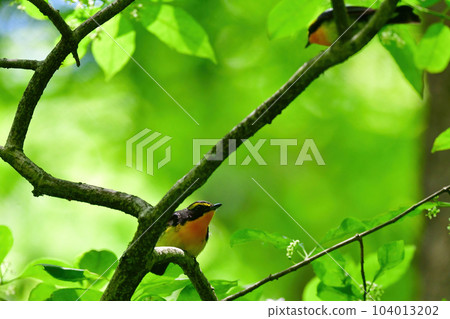 黃色、橙色和黑色的美麗黃橙色捕蠅器為 Tateshina 和 Karuizawa 的初夏森林著色 104013202