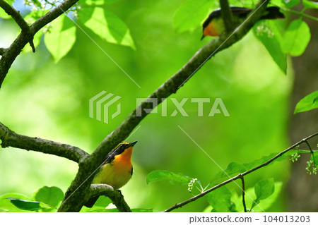 黃色、橙色和黑色的美麗黃橙色捕蠅器為 Tateshina 和 Karuizawa 的初夏森林著色 104013203