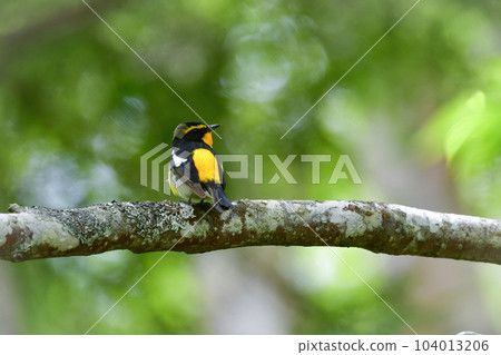 黃色、橙色和黑色的美麗黃橙色捕蠅器為 Tateshina 和 Karuizawa 的初夏森林著色 104013206