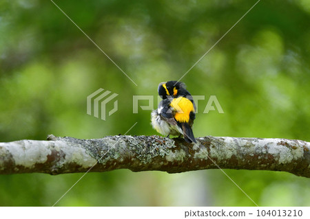 黃色、橙色和黑色的美麗黃橙色捕蠅器為 Tateshina 和 Karuizawa 的初夏森林著色 104013210