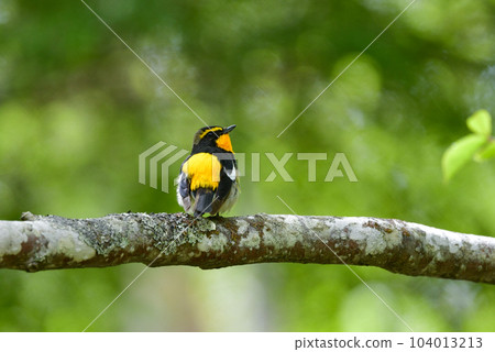 黃色、橙色和黑色的美麗黃橙色捕蠅器為 Tateshina 和 Karuizawa 的初夏森林著色 104013213