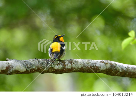 黃色、橙色和黑色的美麗黃橙色捕蠅器為 Tateshina 和 Karuizawa 的初夏森林著色 104013214