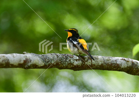 黃色、橙色和黑色的美麗黃橙色捕蠅器為 Tateshina 和 Karuizawa 的初夏森林著色 104013220