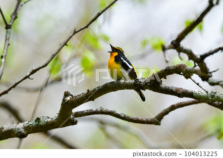 黃色、橙色和黑色的美麗黃橙色捕蠅器為 Tateshina 和 Karuizawa 的初夏森林著色 104013225