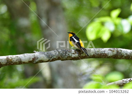 美麗的黃橙色黑色捕蠅器為 Tateshina 和 Karuizawa 的初夏森林增添色彩 104013262