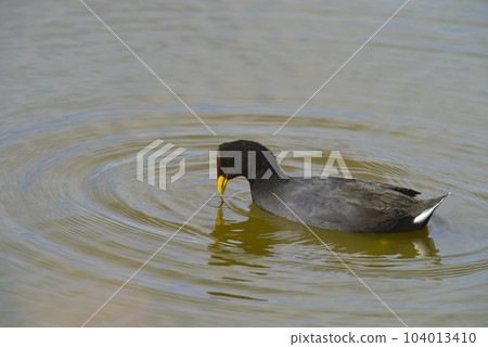 Red fronted Coot eating in a lagoon, Patagonia, Argentina Red fronted Coot eating in a lagoon, Patagonia, Argentina 104013410