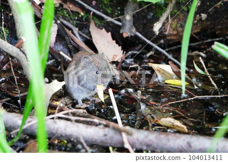 Ezo yarrow eating leaves mumbling 104013411