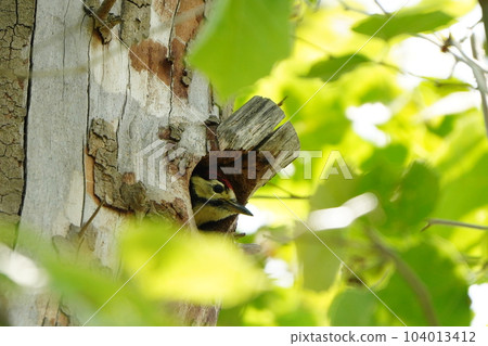 Juvenile Great Spotted Woodpecker poking its head out of its nest 104013412
