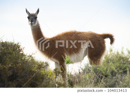 Guanaco in semidesertic landscape, Peninsula Valdes, Patagonia, Argentina 104013413
