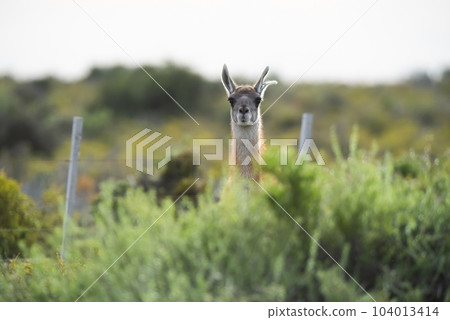 Guanaco in semidesertic landscape, Peninsula Valdes, Patagonia, Argentina 104013414