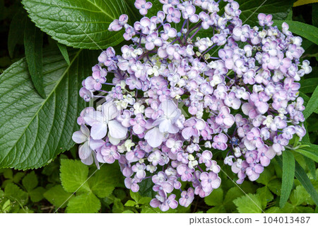 Throwback uzu hydrangea Throwback uzu hydrangea 104013487