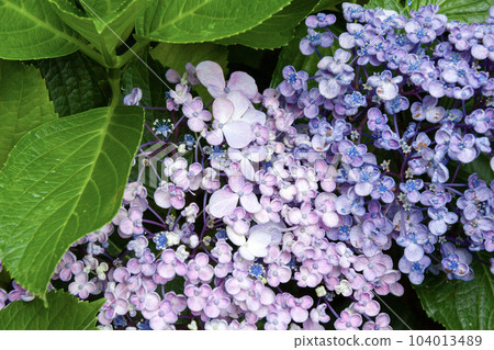 Throwback hydrangea (part of left flower) Throwback hydrangea (part of left flower) 104013489