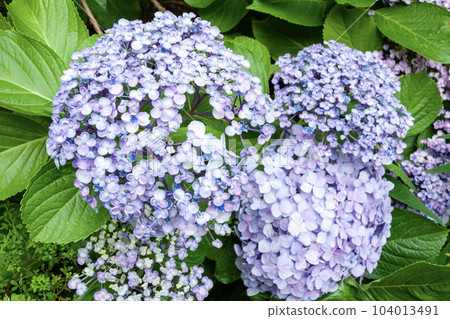 Throwback uzu hydrangea (bottom right flower) Throwback uzu hydrangea (bottom right flower) 104013491