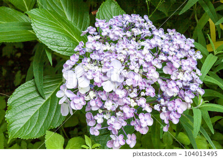 復古紫陽花 復古紫陽花 104013495
