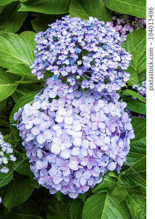 Throwback Uzu hydrangea (bottom flower) Throwback Uzu hydrangea (bottom flower) 104013496
