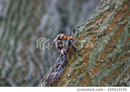 Wheatstone Wheatstone 104013556