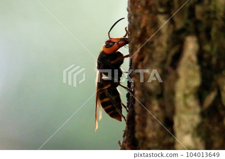 大虎頭蜂 大虎頭蜂 104013649