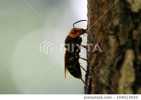 Wheatstone Wheatstone 104013650