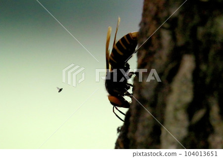 大虎頭蜂 大虎頭蜂 104013651