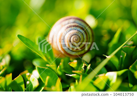 Grape snail on a juniper bush. A useful creation for the garden Grape snail on a juniper bush. A useful creation for the garden 104013750