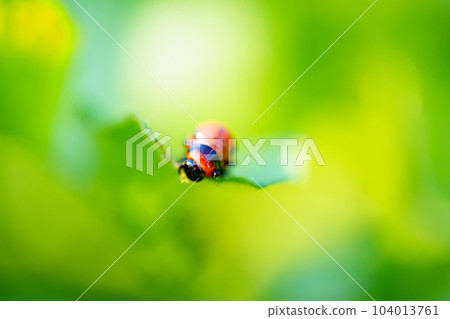 close-up. Macro photography of a Colorado potato beetle eating a potato leaf. 104013761
