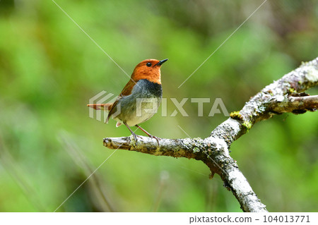 訪問八岳和日光的美麗的橙色鳥,日本三大鳴禽之一,知更鳥 訪問八岳和日光的美麗的橙色鳥,日本三大鳴禽之一,知更鳥 104013771