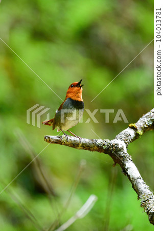 訪問八岳和日光的美麗的橙色鳥，日本三大鳴禽之一，知更鳥 104013781