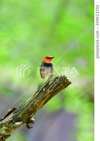 A beautiful orange bird that visits Yatsugatake and Nikko, one of Japan's three major songbirds, the robin 104013782