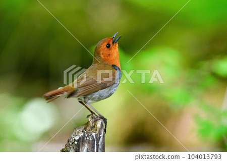A beautiful orange bird that visits Yatsugatake and Nikko, one of Japan's three major songbirds, the robin A beautiful orange bird that visits Yatsugatake and Nikko, one of Japan's three major songbirds, the robin 104013793