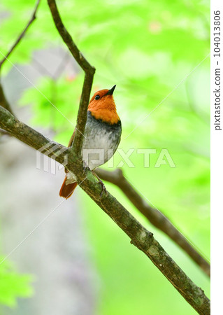 A beautiful orange bird that visits Yatsugatake and Nikko, one of Japan's three major songbirds, the robin A beautiful orange bird that visits Yatsugatake and Nikko, one of Japan's three major songbirds, the robin 104013806