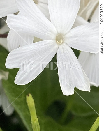 Moss phlox  104013890