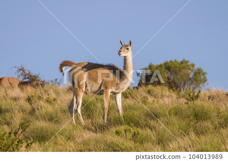 Guanaco in semidesertic landscape,Argentina Guanaco in semidesertic landscape,Argentina 104013989