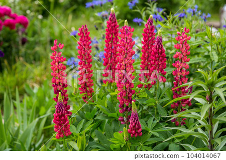 Red flowers of Large leaved lupine Red flowers of Large leaved lupine 104014067