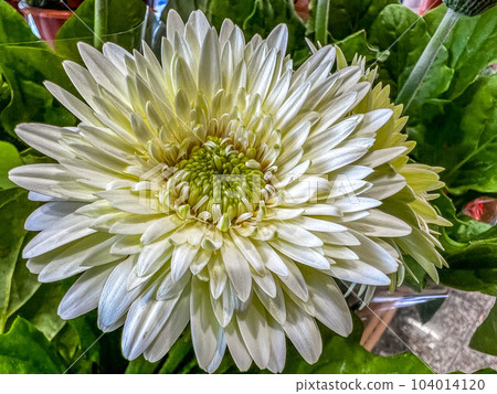 White chrysanthemum flower White chrysanthemum flower 104014120