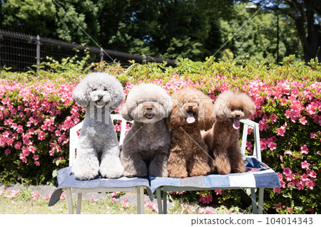 Group photo of azaleas in full bloom and four toy poodles 104014343