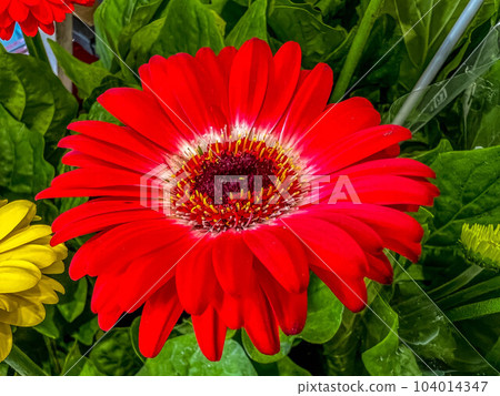 Red gerbera 104014347