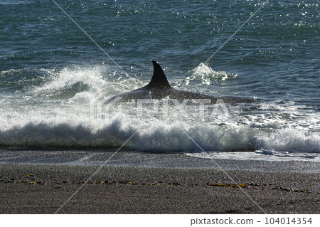 Orca patrolling the coast,Peninsula Valdes, Patagonia Argentina 104014354