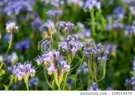 The field is blooming phacelia - a special honey plant for bees 104014476