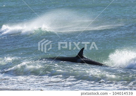 Orca patrolling the coast,Peninsula Valdes, Patagonia Argentina Orca patrolling the coast,Peninsula Valdes, Patagonia Argentina 104014539