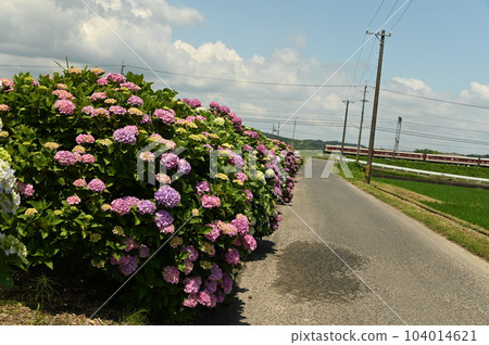 繡球花和火車 繡球花和火車 104014621
