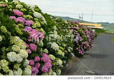 繡球花和火車 繡球花和火車 104014624
