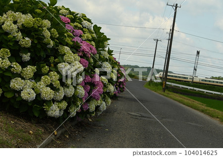 白色火車和繡球花 白色火車和繡球花 104014625