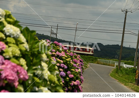 火車和繡球花 火車和繡球花 104014626