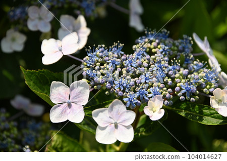 Gaku繡球花 Gaku繡球花 104014627