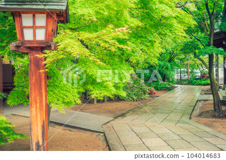 四柱神社的新綠[Rain] 104014683