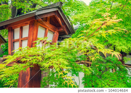 四柱神社的新綠[Rain] 104014684