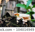 Mushrooms growing on a tree stump in the rainforest close up with blurs backgrounds for Presentations and deck information graphic, print layout covering book, magazine page, advertisement materials 104014949
